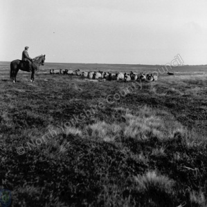 Shepherding, Hinderwell